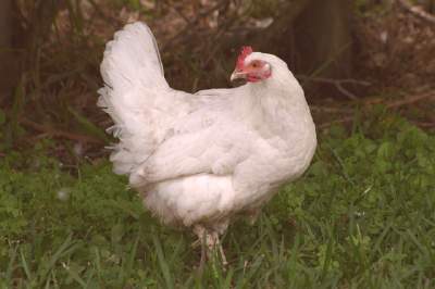 Aviaria, consumi pollo in ripresa (+33 %)
